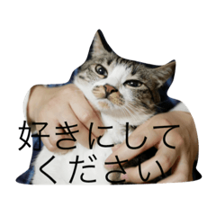 [LINEスタンプ] 猫のゆずゆ