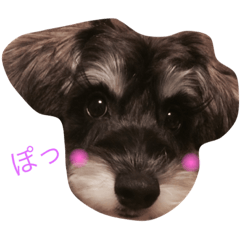 [LINEスタンプ] ミニチュアシュナウザーのtamagoちゃん