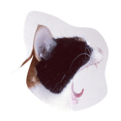 [LINEスタンプ] 日々のねこ
