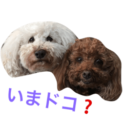 [LINEスタンプ] トイプー白と茶