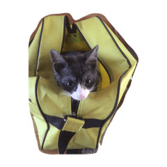 [LINEスタンプ] 猫のあさりくん