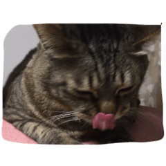 [LINEスタンプ] うめたん！！2