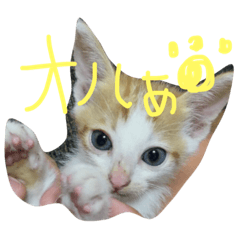 [LINEスタンプ] ねこナナ♡トト