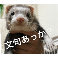 [LINEスタンプ] ちょろ