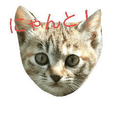 [LINEスタンプ] にゃんの生活