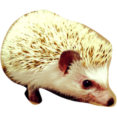 [LINEスタンプ] ハリチキッ！！