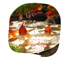 [LINEスタンプ] 金魚の日常