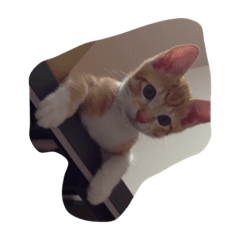 [LINEスタンプ] にゃふ