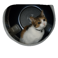 [LINEスタンプ] 猫猫