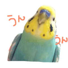 [LINEスタンプ] セキセイインコのはなちゃん