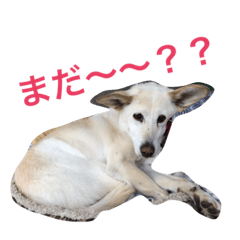 [LINEスタンプ] 愛犬クーちゃん