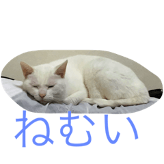 [LINEスタンプ] ラムネちゃんの日常