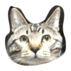 [LINEスタンプ] 我が家のとにー君スタンプ