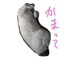 [LINEスタンプ] わたしのネコ