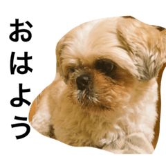 [LINEスタンプ] ココ