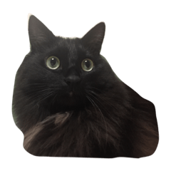 [LINEスタンプ] うちのねこちん