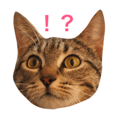 [LINEスタンプ] めるすた
