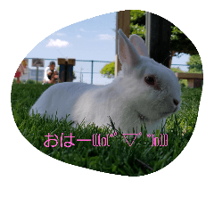 [LINEスタンプ] 動物挨拶