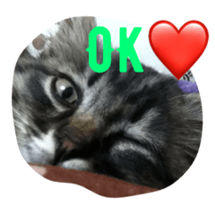 [LINEスタンプ] ネコネコ