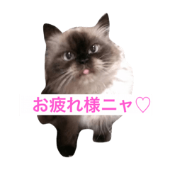 [LINEスタンプ] ヒマラヤンhapiちゃん