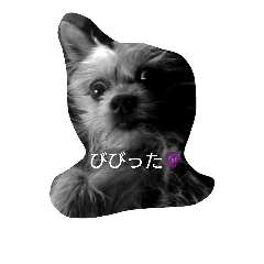 [LINEスタンプ] こっちゃん、