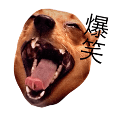 [LINEスタンプ] 表情豊かな愛犬(日常)