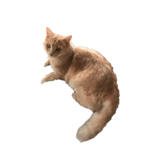 [LINEスタンプ] 猫は猫である。