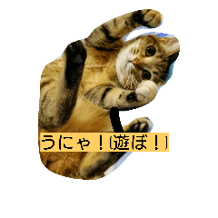 [LINEスタンプ] うにゃうにゃ トラ美さん