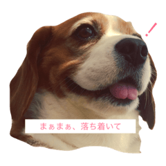 [LINEスタンプ] ミントとセイラ。時々はな。