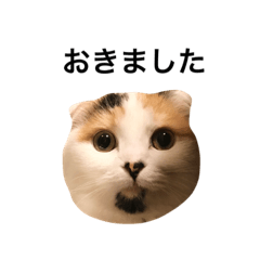 [LINEスタンプ] あごひげの小春ちゃん