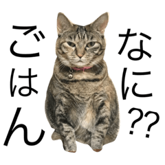 [LINEスタンプ] ねこぉぉぉ