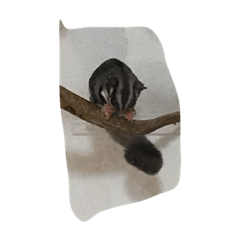 [LINEスタンプ] momonga