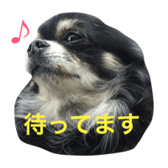 [LINEスタンプ] ウチの動物たちスタンプ