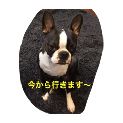 [LINEスタンプ] ボストンテリアのロイちゃん