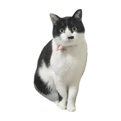 [LINEスタンプ] ハチワレじごろー