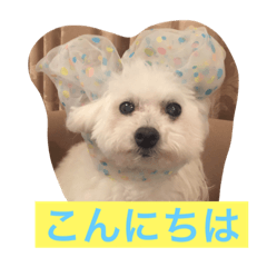 [LINEスタンプ] そらちゃん13歳になりました