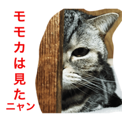[LINEスタンプ] モモカの日常