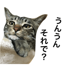[LINEスタンプ] キジトラのエクラン君