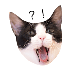 [LINEスタンプ] ねこ・天