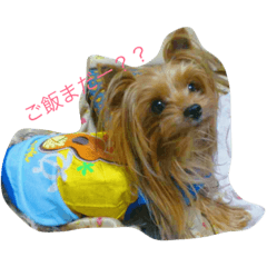 [LINEスタンプ] ヨークシャテリア日常のひとこと