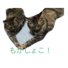 [LINEスタンプ] もかしょこ