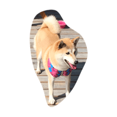 [LINEスタンプ] 我が家のコロンちゃん