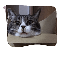 [LINEスタンプ] 姫ねこ、姫ちゃんの日常