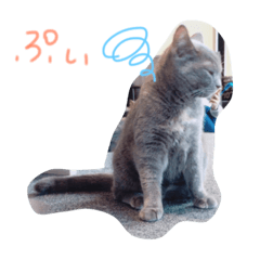 [LINEスタンプ] ねこちゃんこ