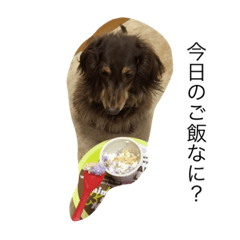 [LINEスタンプ] 愛犬チョコ