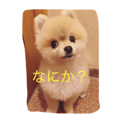 [LINEスタンプ] 畠中レオン