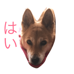 [LINEスタンプ] かぴちゃん