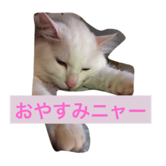 [LINEスタンプ] nyankonyanko
