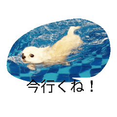 [LINEスタンプ] 大好きなコロン