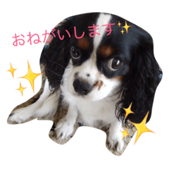 [LINEスタンプ] キャバリアきららの日常